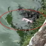 बूढ़ा तालाब में नवजात की लाश मिली, सीसीटीवी फुटेज खंगाल रही पुलिस
