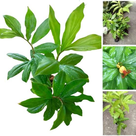 INSULIN PLANT Costicus igneus