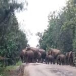 सड़क पर एक साथ दिखा 70 से अधिक हाथियों का झुंड, थम गई गाड़ियों की रफ्तार…