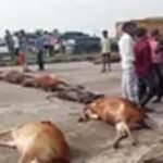गौवंशों के खून से फिर लाल हुआ नेशनल हाइवे, गौसेवकों ने लाश को सड़क पर रखकर किया चक्काजाम…