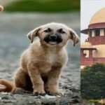 सुप्रीम कोर्ट का आवारा कुत्तों को हटाने का फैसला पलट जाएगा? जानें CJI गवई ने क्या कहा