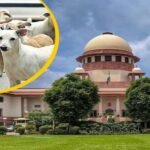 क्या बदलेगा ‘सुप्रीम’ फैसला? आवारा कुत्तों के मामले में सुप्रीम कोर्ट की नई बेंच आज करेगी सुनवाई