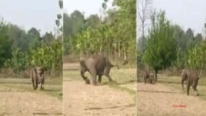 Chhattisgarh Elephant Terror