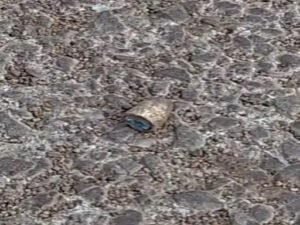 Chhattisgarh firing news