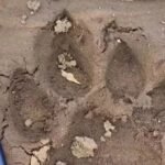 Mohla Area Alert : शेर ने गाय पर किया हमला, वन विभाग ने जारी किया चेतावनी