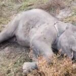 Raigarh Elephant Cub Death : रायगढ़ में हाथी के शावक की तालाब में डूबने से मौत, वन विभाग ने किया अंतिम संस्कार