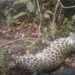 Wildlife Tafficking : धमतरी के मगरलोड वन क्षेत्र में संदिग्ध हालात में मिला तेंदुए का शव