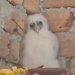 CG News : बेमेतरा के गांव में अनोखा नजारा, सफेद उल्लू को गरुड़ समझकर लोगों ने की आरती और पूजा