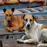 Raipur Dog Bite : पूर्व महापौर के बेटे को आवारा कुत्तों ने काटा, नगर निगम की व्यवस्था पर उठे सवाल