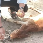 CG News : कोरबा में आवारा कुत्तों के हमले से बछड़े की जान बची, मुस्लिम युवकों और गौ सेवा संस्था की तत्परता