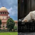 Supreme Court : डॉग बाइट से मौतों पर सुप्रीम कोर्ट की कड़ी टिप्पणी, प्रशासन को चेतावनी