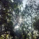 रायपुर समेत कई जिलों में कोल्ड वेव का असर, मकर संक्रांति तक ठंड से राहत नहीं