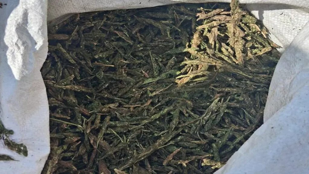 Action Against Drugs