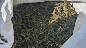 Action Against Drugs