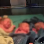 Balrampur Triplets Birth : बलरामपुर में महिला ने एक साथ तीन बच्चों को दिया जन्म, परिवार में खुशी