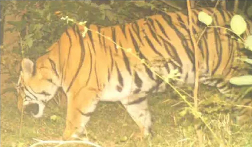 Tiger Attack Update