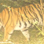 Tiger Attack Update : शाम 5 बजे के बाद घरों में कैद ग्रामीण, महाराष्ट्र का ‘किलर टाइगर’ अब मोहला-मानपुर मेंशाम 5 बजे के बाद घरों में कैद ग्रामीण, महाराष्ट्र का ‘किलर टाइगर’ अब मोहला-मानपुर में