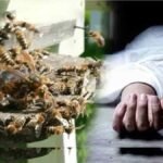 Chhattisgarh News : मधुमक्खियों के झुंड ने महिलाओं को घेरा; 40 वर्षीय दुर्गा साहू की दर्दनाक मौत