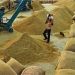 CG Paddy Procurement Report : छत्तीसगढ़ धान खरीदी कम पैदावार वाले जिलों में बंपर आवक, प्रमुख उत्पादक क्षेत्रों में ग्राफ गिरा