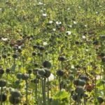 Opium Cultivation : ग्राउंड रिपोर्ट में अफीम की खेती पर पुलिस का कड़ा प्रहार, ड्रोन से होगी जंगलों की निगरानी