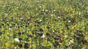 Opium Cultivation