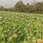 Opium Cultivation News : सरहद पर मौत की खेती के जंगलों में अफीम का साम्राज्य, तस्करों का नया ‘सेफ हेवन’ बना छत्तीसगढ़
