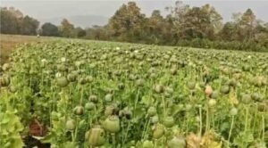 Opium Cultivation News