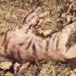 Guru Ghasidas National Park Negligence : बेजुबान की ‘साइलेंट’ मौत , गुरु घासीदास नेशनल पार्क में तड़पता रहा लकड़बग्घा, वन विभाग का अमला रहा नदारद