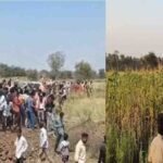 Bhupesh Baghel Press Conference :  नशे की खेती 150 एकड़ जमीन और अफीम का कनेक्शन, पूर्व सीएम भूपेश के आरोपों से छत्तीसगढ़ में बवाल