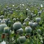Opium Cultivation : नशे का ‘काला साम्राज्य’, अफीम की अवैध खेती पकड़ी गई, पुलिस ने पूरे खेत को घेरा