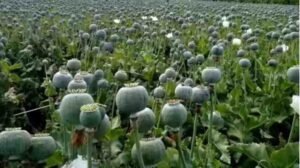 Opium Cultivation