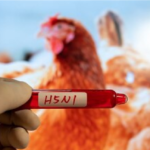 Bird Flu Latest News : प्रशासन की ‘कड़ी फील्डिंग’, रामकृष्ण परमहंस नगर में बर्ड फ्लू की दस्तक, 10 KM तक हाई-अलर्ट