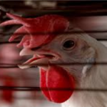 Bilaspur Bird Flu Alert 2026 : प्रशासन की ‘फील्डिंग’ फेल , मुर्गियों की बिक्री पर रोक, फिर से आई चूजों की खेप