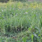 Strike on Drug ‘Cultivation : 5 एकड़ में लहलहा रही अफीम की फसल जब्त, दुर्ग के बाद अब यहाँ बड़ी कार्रवाई