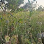 CG NEWS : कुसमी के बाद कोरंधा में मिली अफीम की खेती, झारखंड सीमा पर डेढ़ एकड़ में लहलहा रही थी फसल