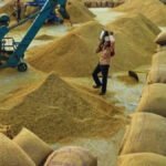 Major Upset In CG Paddy Procurement : 33 में से 30 जिलों में घटा ग्राफ, कम पैदावार वाले जिलों में रिकॉर्ड तोड़ आवक