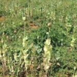 CG NEWS : छत्तीसगढ़ में अफीम पर सर्जिकल स्ट्राइक’ दुर्ग-बलरामपुर के बाद अब रायगढ़ में मिली अवैध खेती, डेढ़ एकड़ में लहलहा रही थी फसल