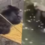 CG NEWS : कुएं में गिरे भालू का ‘देसी जुगाड़’ से रेस्क्यू, सीढ़ी के सहारे बाहर निकलकर सीधे जंगल की ओर भागा