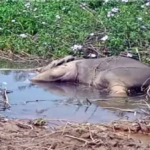 Chhattisgarh Elephant Conservation Failure : हाथी संरक्षण के दावों की खुली पोल घरघोड़ा में 4 दिन तक सड़ते रहे शावकों के शव, वन्यजीव बोर्ड ने खोला मोर्चा