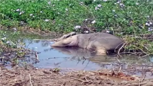 Chhattisgarh Elephant Conservation Failure