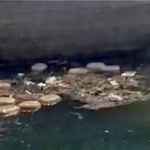 Ganja Smuggling : फिल्मी स्टाइल में तस्करी , पकड़े जाने के डर से तस्करों ने नहर में फेंका गांजा, खुद हुए रफूचक्कर