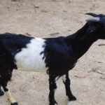 CG NEWS : पशुपालक पर टूटा कहर’ एक ही रात में 17 बकरा-बकरियों की संदिग्ध मौत, सदमे में किसान