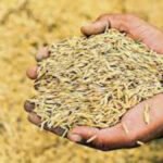Crop Prices Hike : किसानों को बड़ा झटका’ धान के बीजों के दाम में 150 रुपये की वृद्धि, नई रेट लिस्ट जारी’ समितियों के चक्कर काटने को मजबूर अन्नदाता