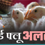 Bird Flu Alert : चिकन-अंडा प्रेमियों को बड़ा झटका , 1KM रेड जोन में 90 दिनों तक पोल्ट्री उत्पादों पर ‘नो-एंट्री’