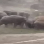 Chhattisgarh News : 123 हाथियों ने डाला डेरा, फसलों और मकानों को बचाने के लिए रतजगा कर रहे ग्रामीण