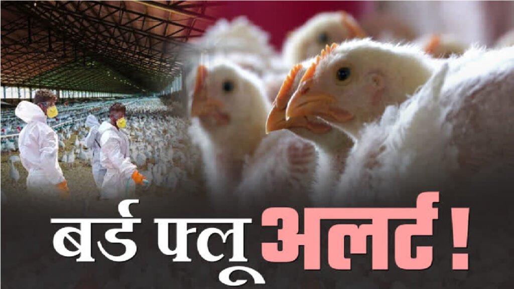 Bird Flu