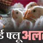 Bird Flu : 5 किलोमीटर का बफर जोन , दायरे के भीतर अंडा और चिकन की बिक्री पर लगा पूर्ण प्रतिबंध, प्रशासन सख्त
