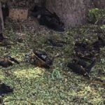 CG NEWS : छत्तीसगढ़ में गर्मी का कहर’ हीट स्ट्रोक से 500 से ज्यादा चमगादड़ों की मौत, वन्यजीवों पर संकट गहराया