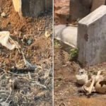CG NEWS : श्मशान घाट में रहस्यमयी मंजर’ कब्रों से बाहर बिखरी मिलीं इंसानी खोपड़ियां और हड्डियां, इलाके में हड़कंप
