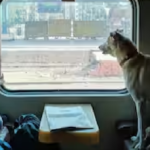 Indian Railway Rule : ट्रेन में कुत्ता ले जाने से पहले जानें नियम, नहीं तो भरना पड़ सकता है भारी जुर्माना
